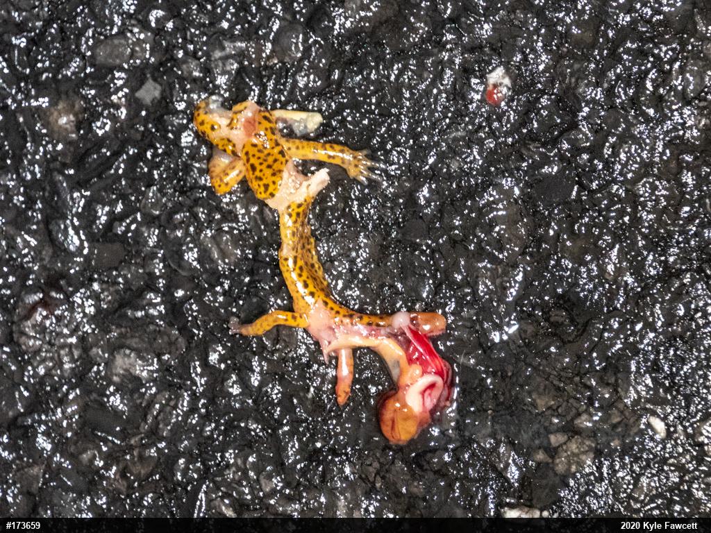 Eastern Long-tailed Salamander