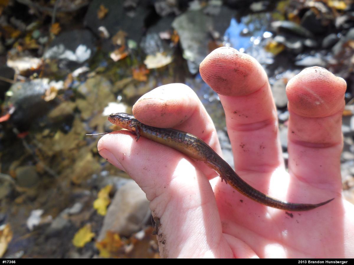 Northern Two-lined Salamander