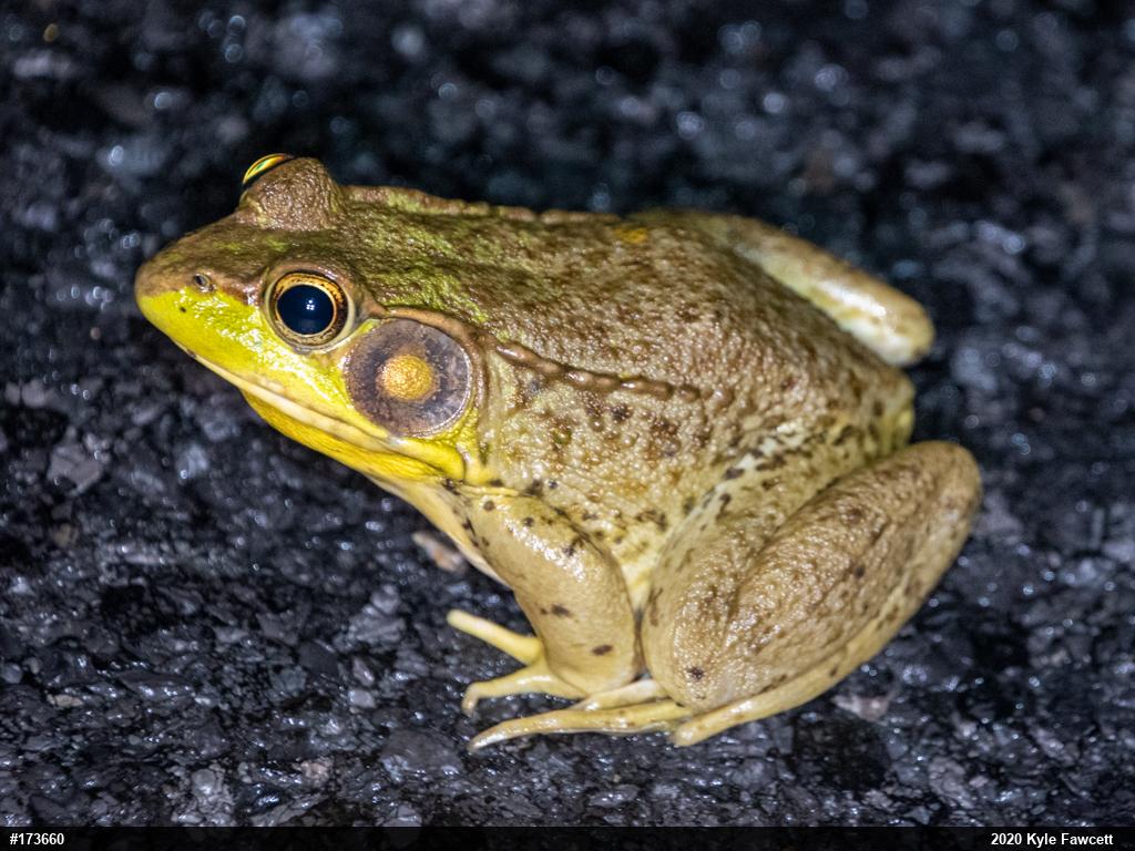 Green Frog