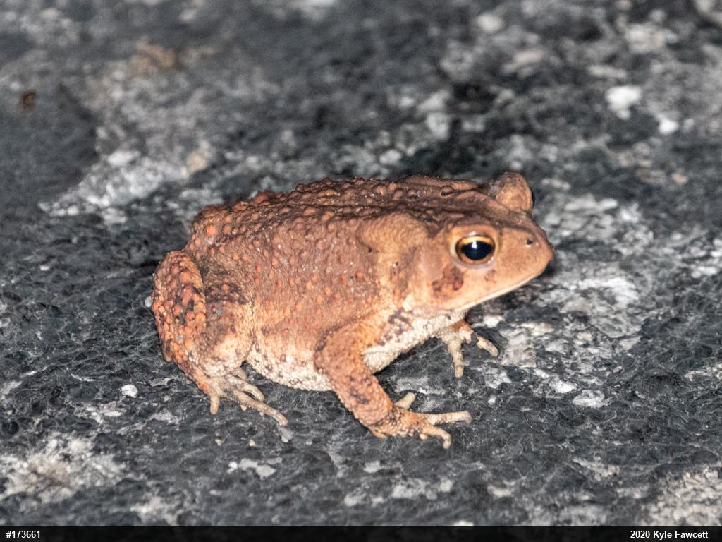 Eastern American Toad