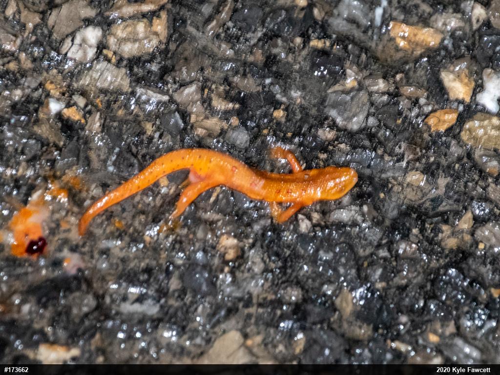 Red-spotted Newt