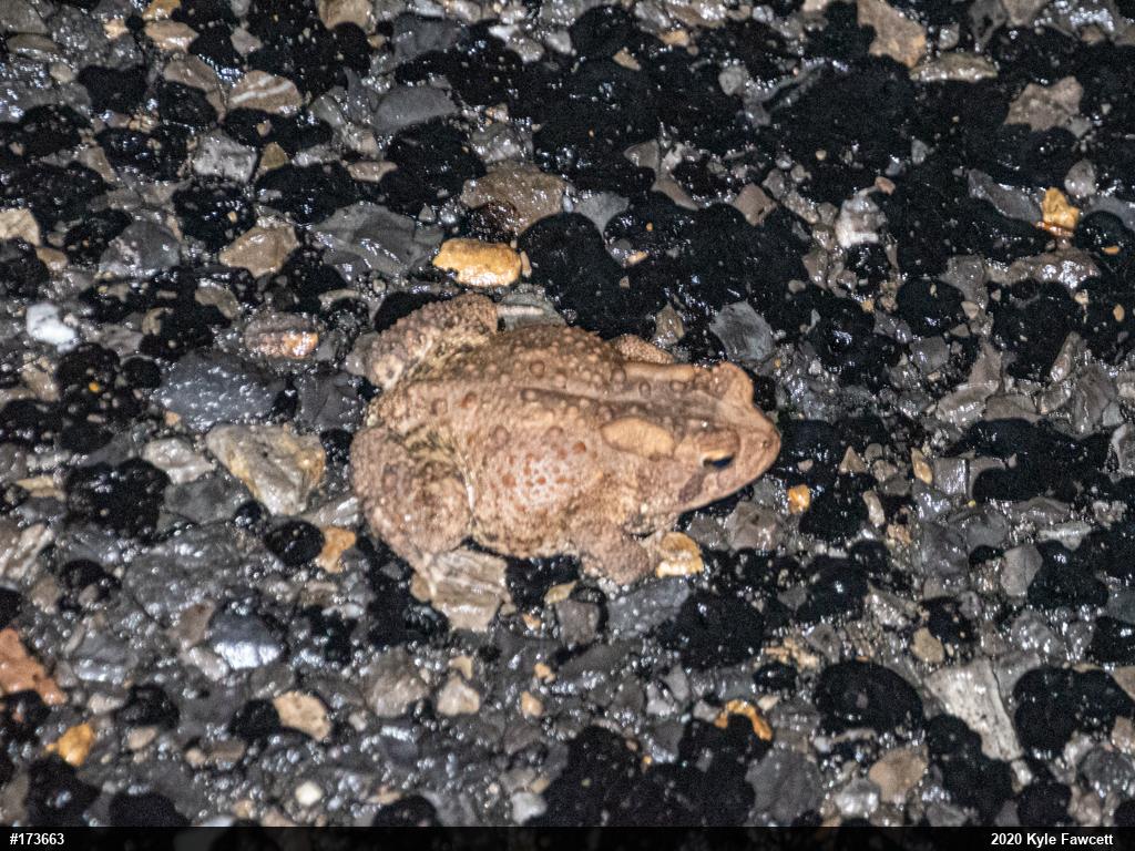 Eastern American Toad