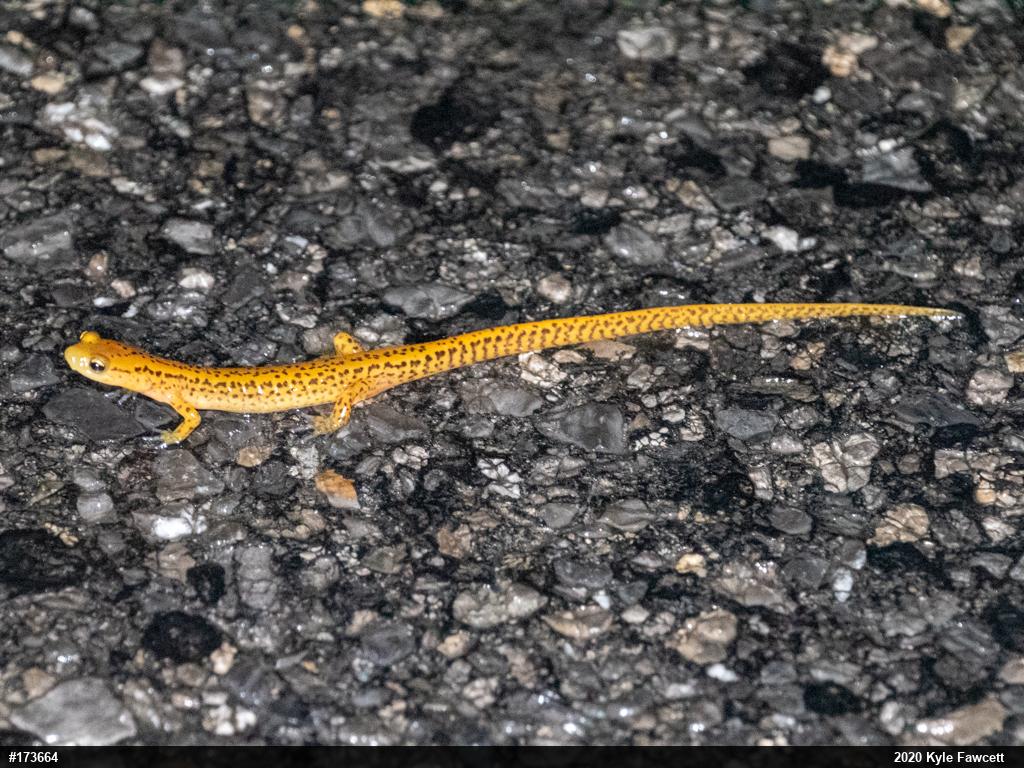 Eastern Long-tailed Salamander