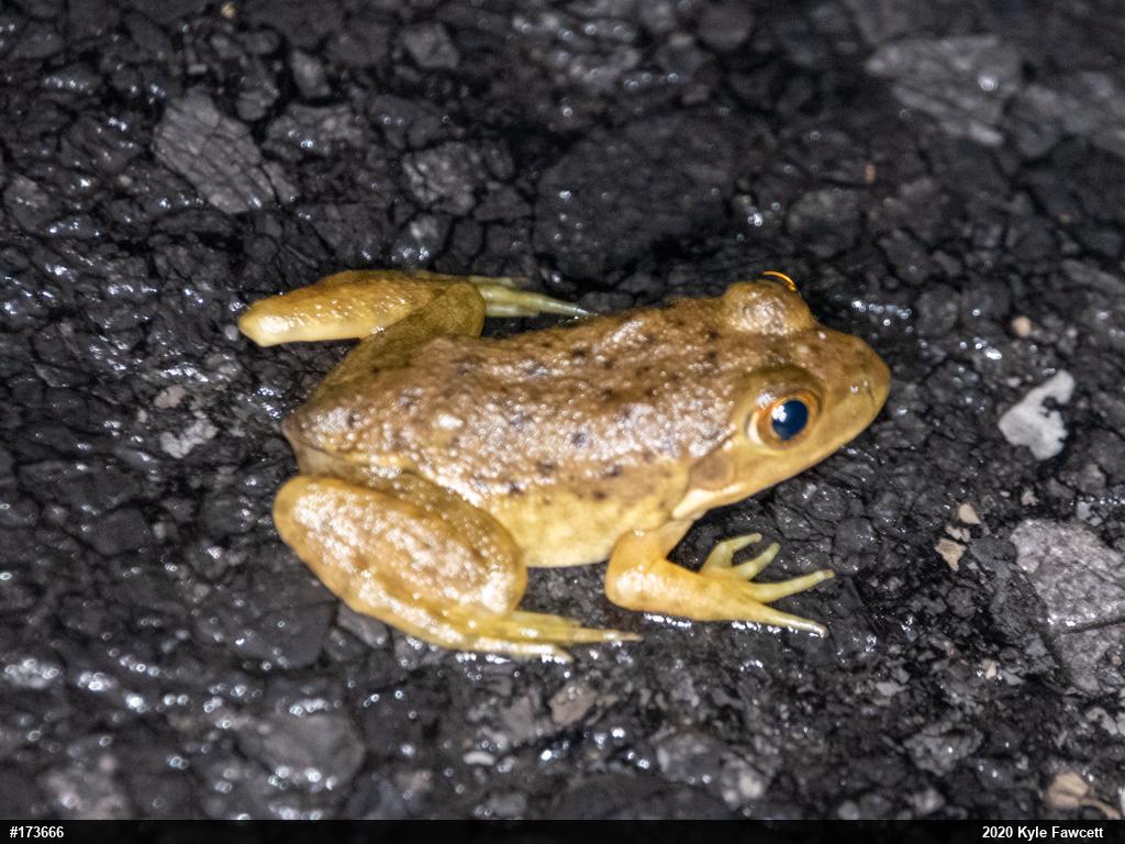 American Bullfrog