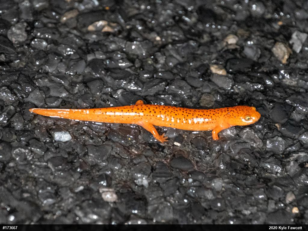 Northern Red Salamander