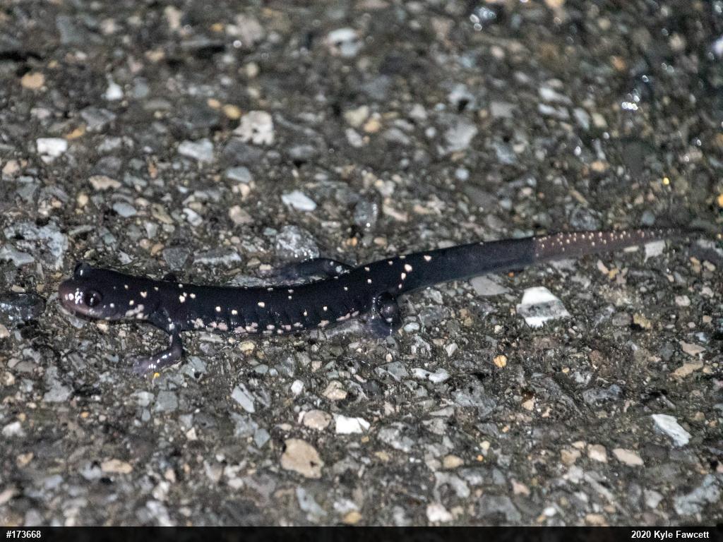 Northern Slimy Salamander