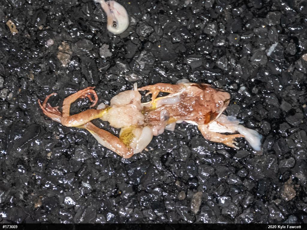 Wood Frog
