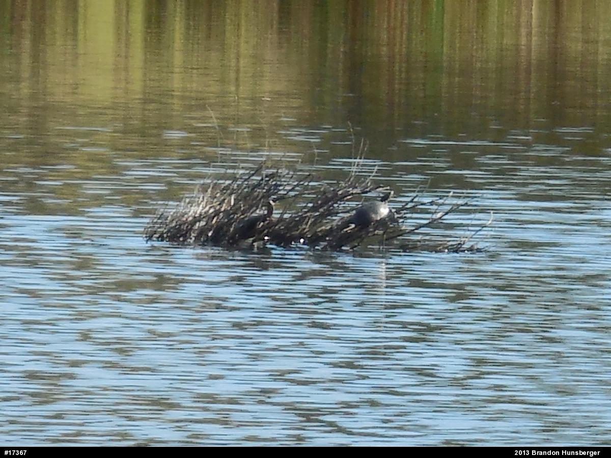 Painted Turtle
