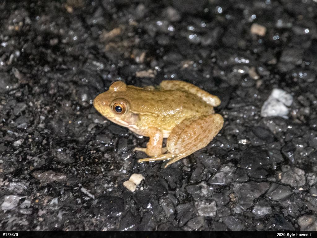Green Frog