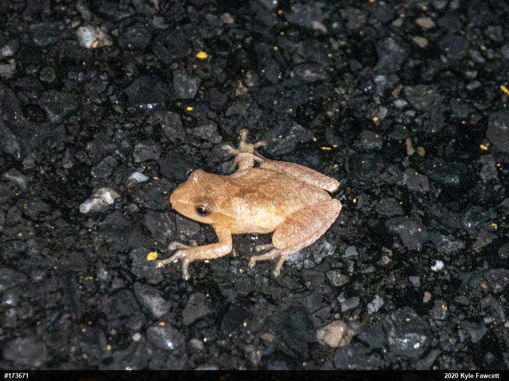 Spring Peeper
