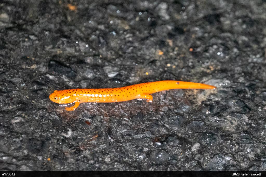 Northern Red Salamander