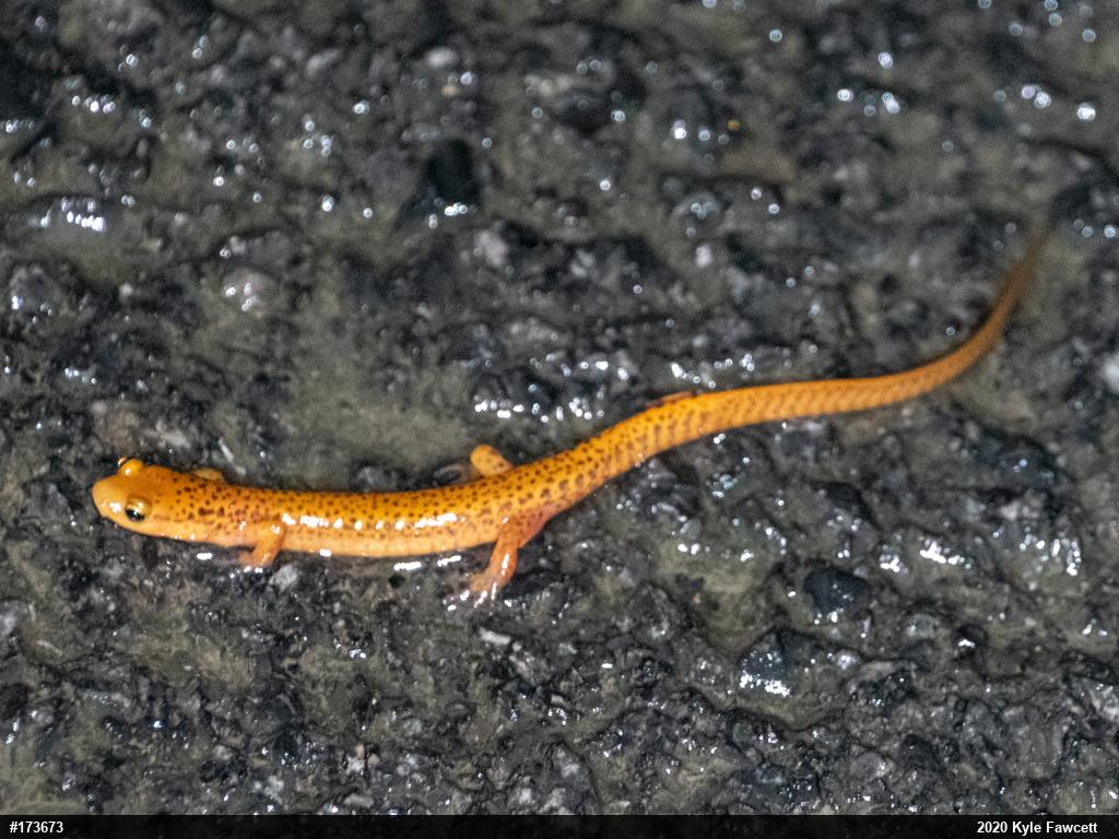 Eastern Long-tailed Salamander