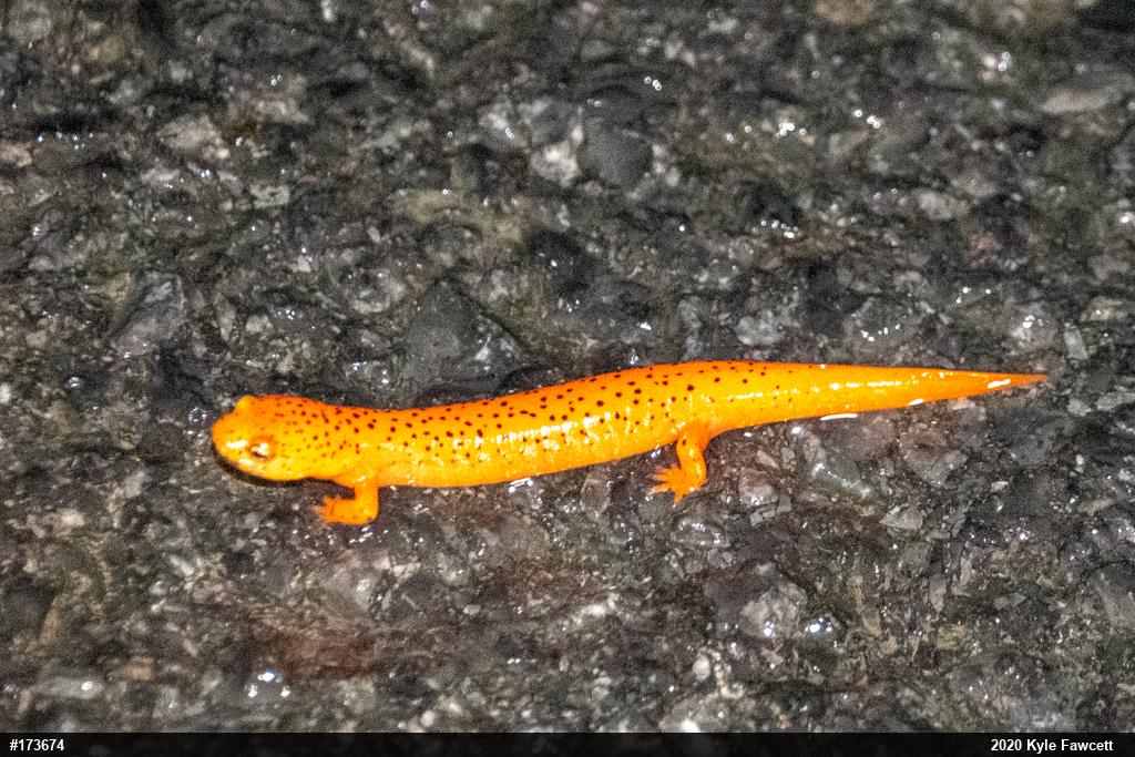 Northern Red Salamander