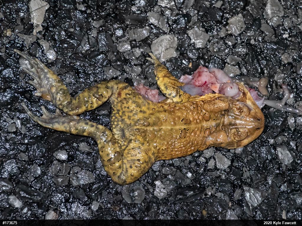Eastern American Toad