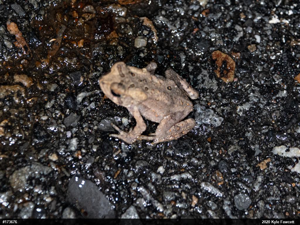 Eastern American Toad