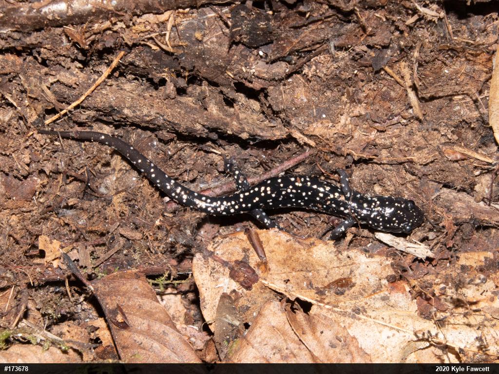 Northern Slimy Salamander