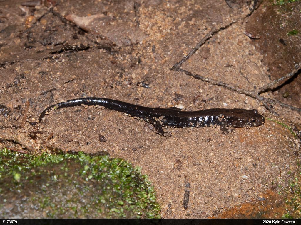 Allegheny Mountain Dusky Salamander