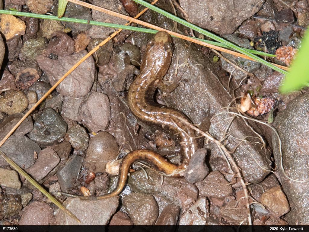 Allegheny Mountain Dusky Salamander