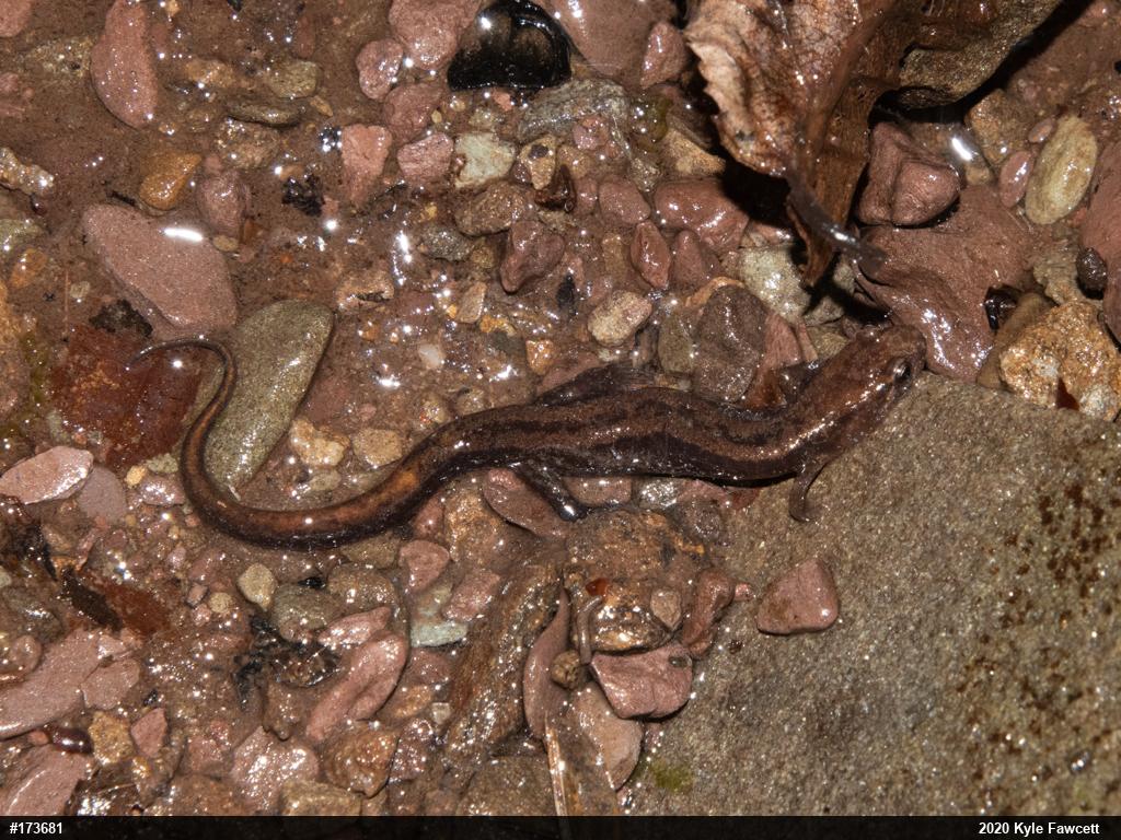 Allegheny Mountain Dusky Salamander
