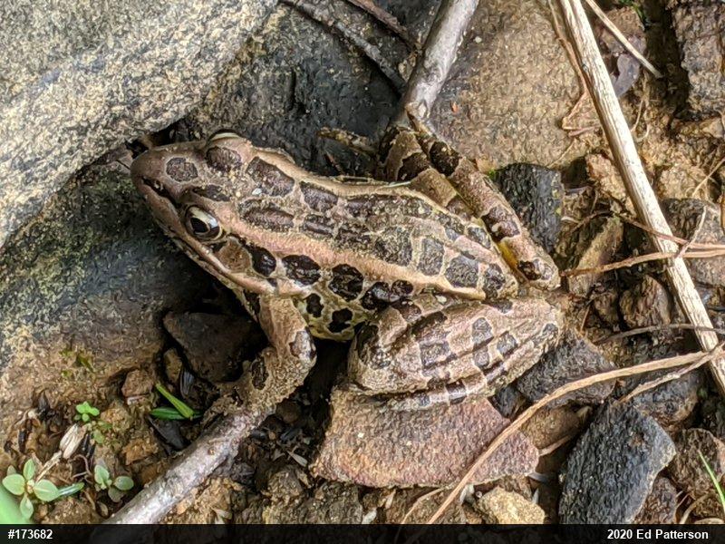 Pickerel Frog
