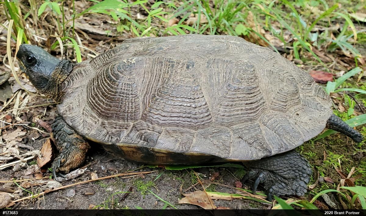 Wood Turtle