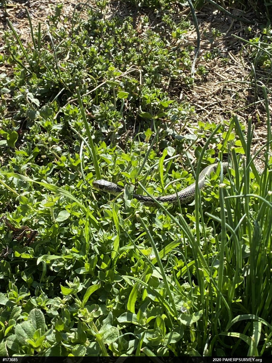 Eastern Gartersnake