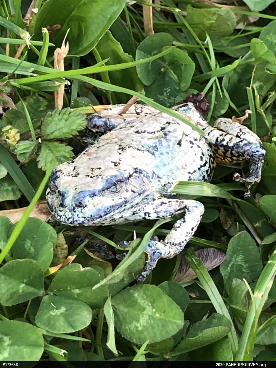 Unknown Gray Treefrog