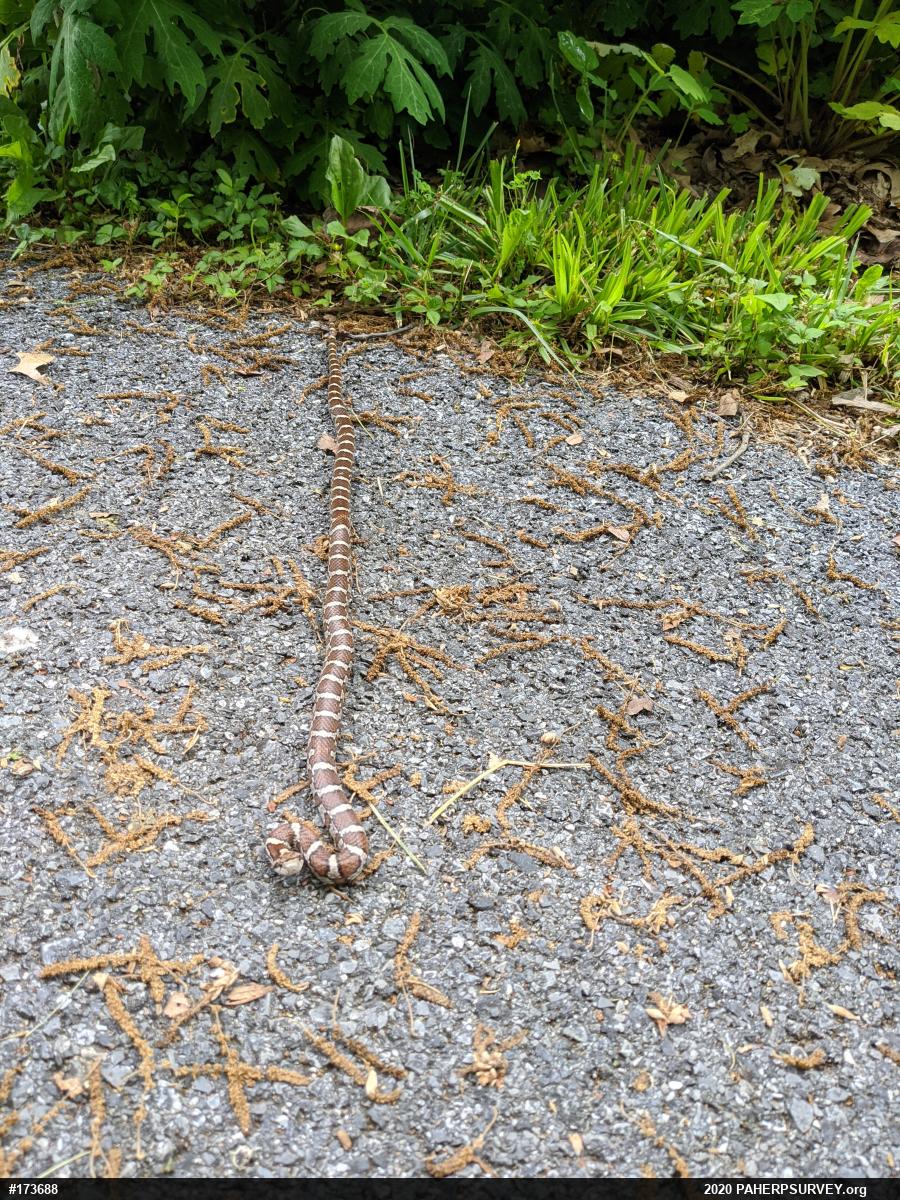 Eastern Milksnake
