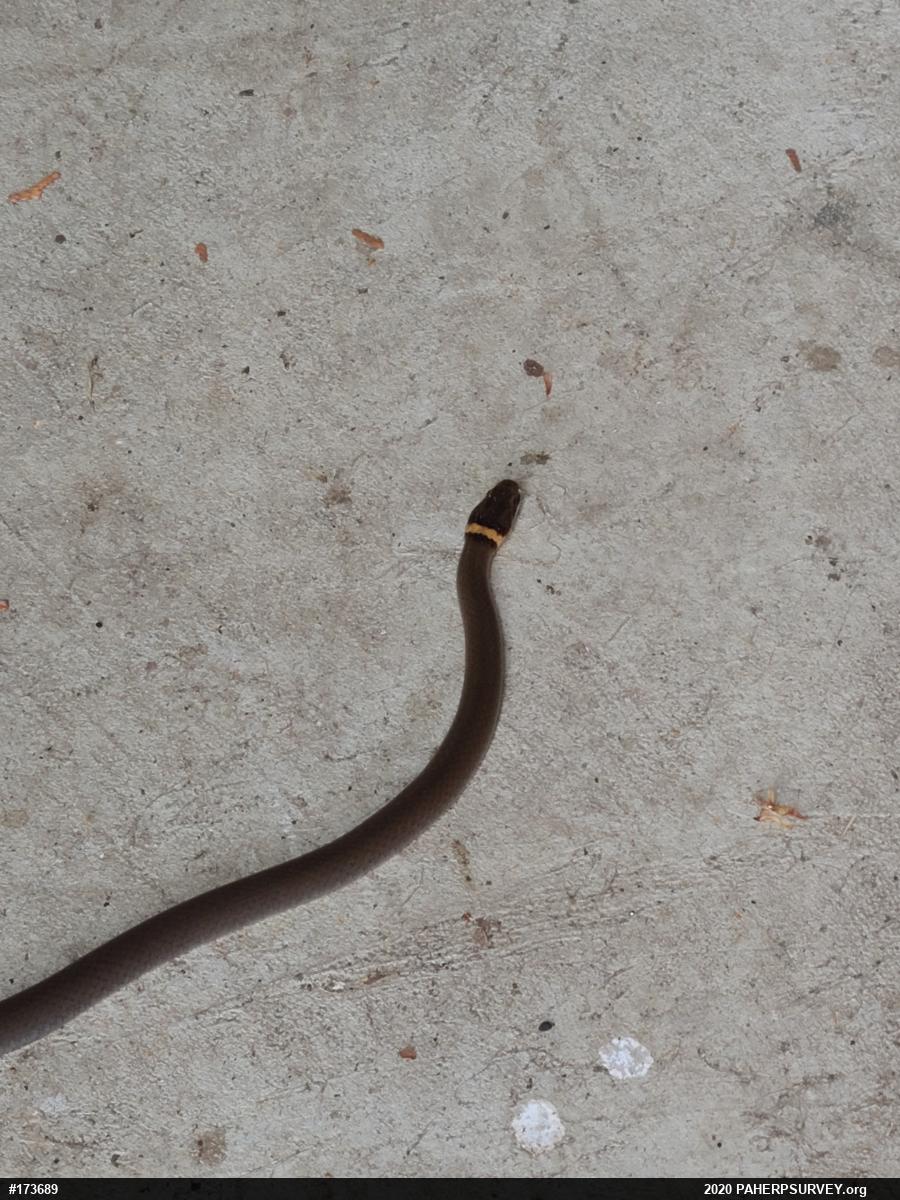 Northern Ring-necked Snake