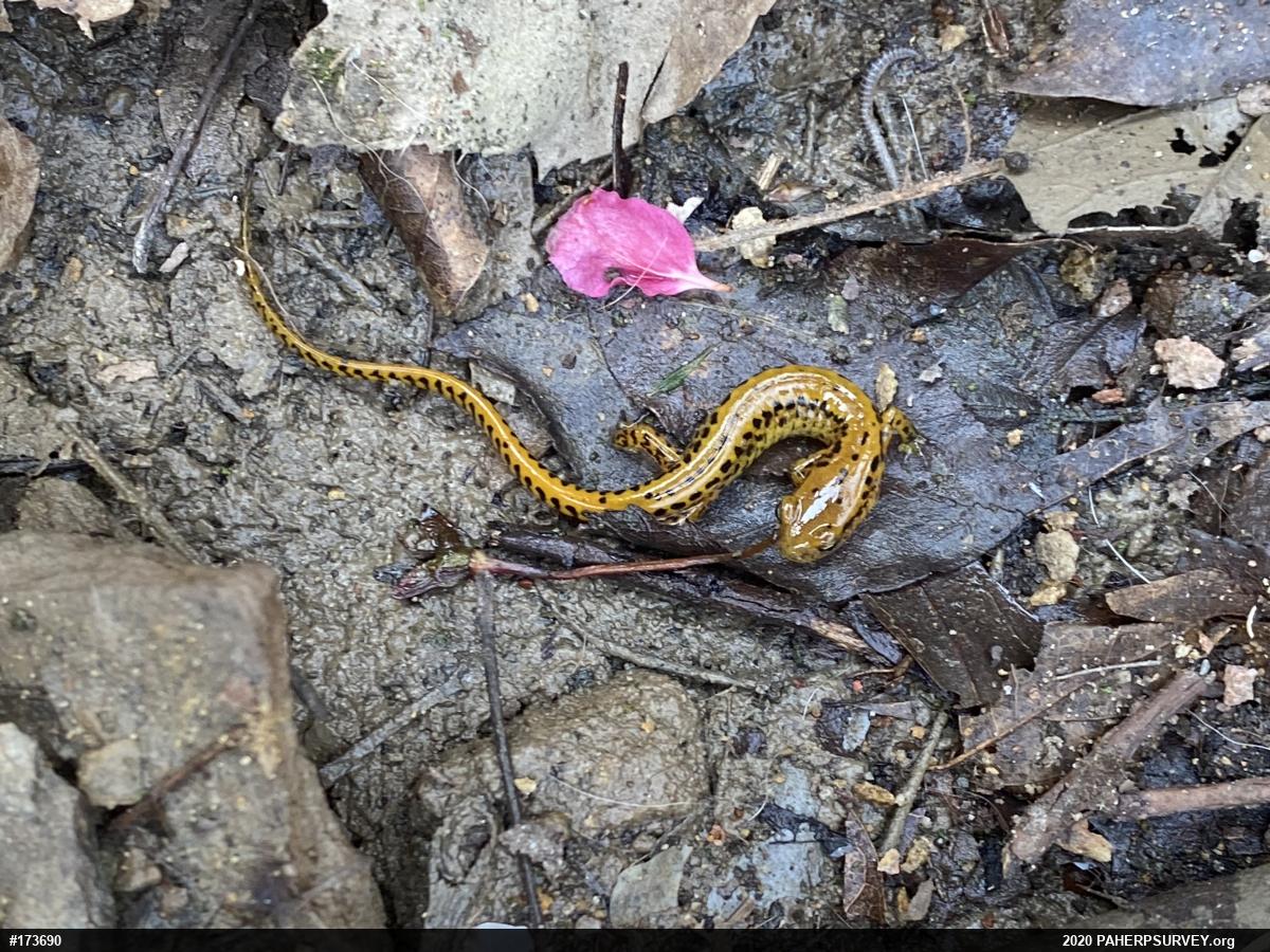 Eastern Long-tailed Salamander