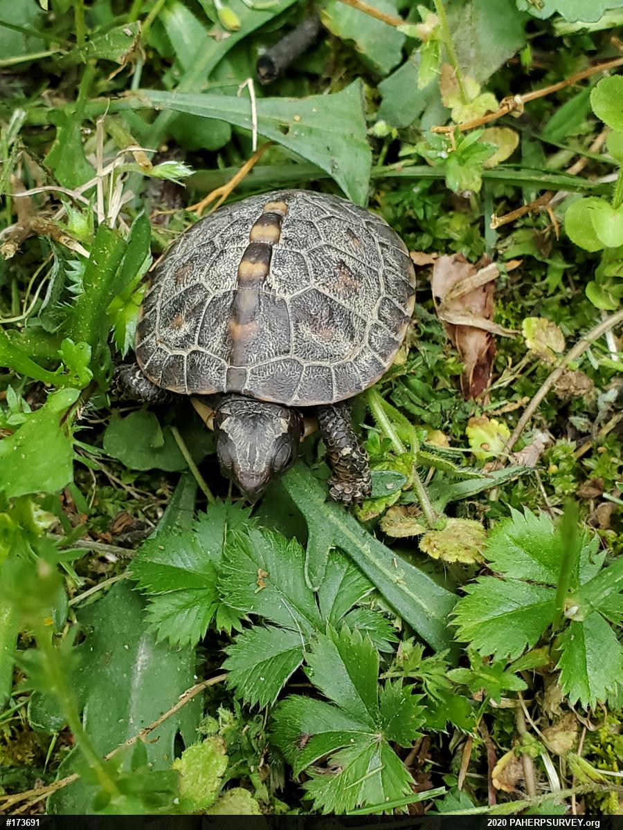 Eastern Box Turtle