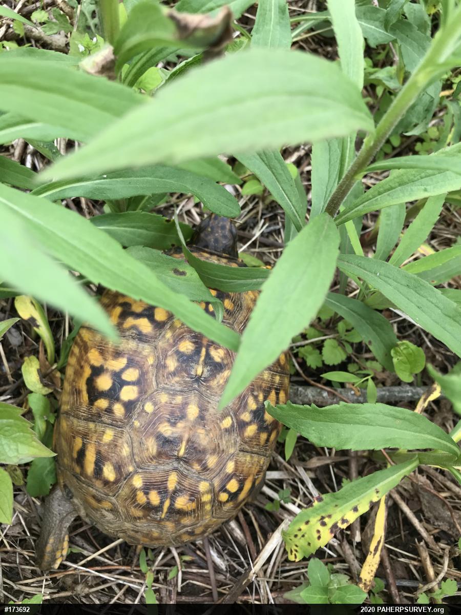 Eastern Box Turtle