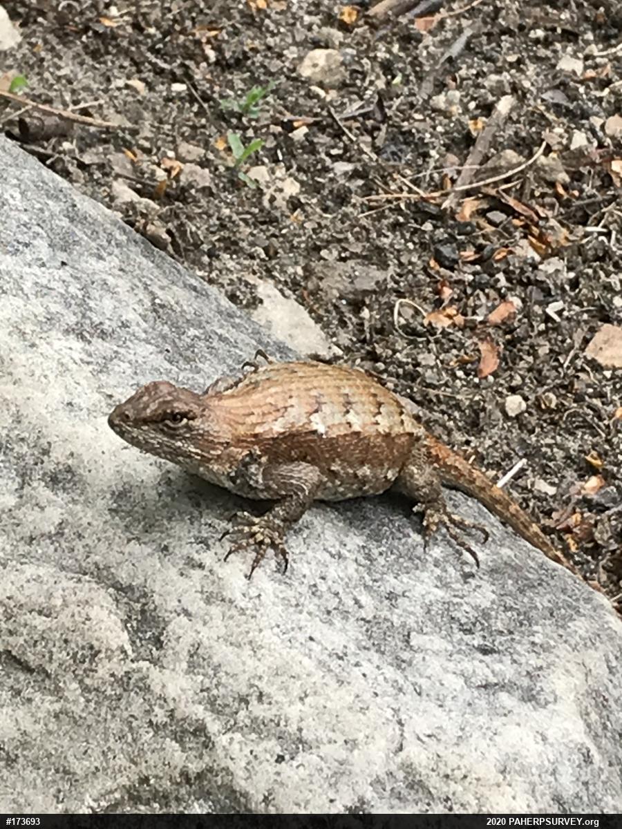 Eastern Fence Lizard