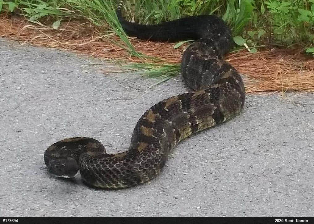Timber Rattlesnake
