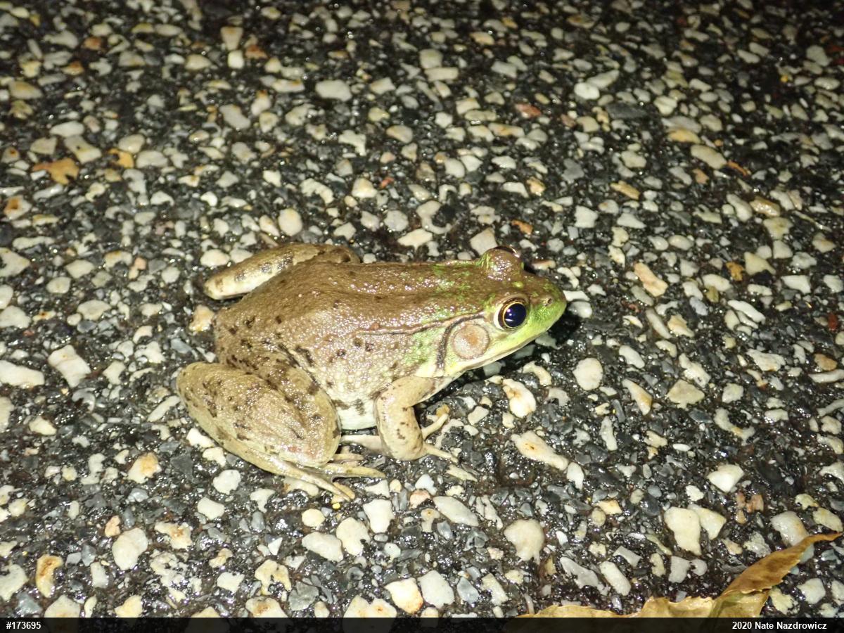 Green Frog