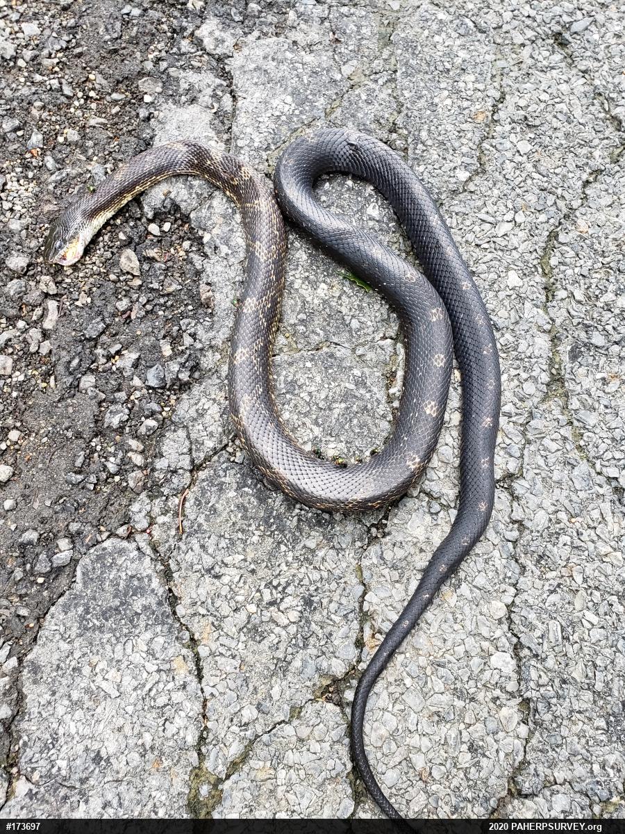 Eastern Ratsnake