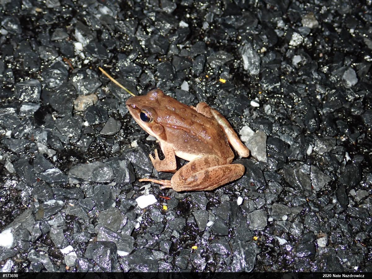 Wood Frog
