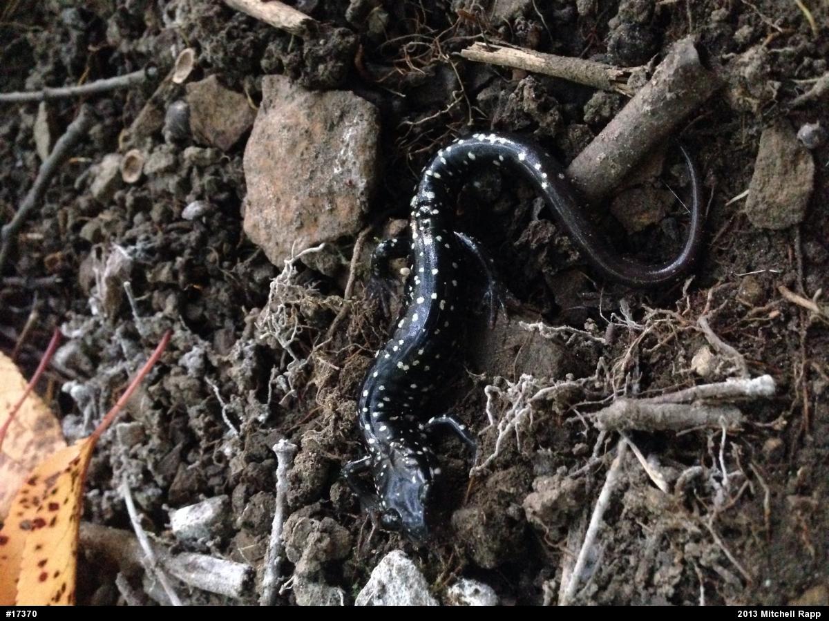 Northern Slimy Salamander