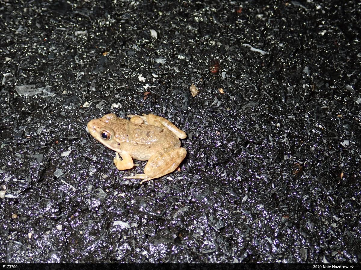 Green Frog