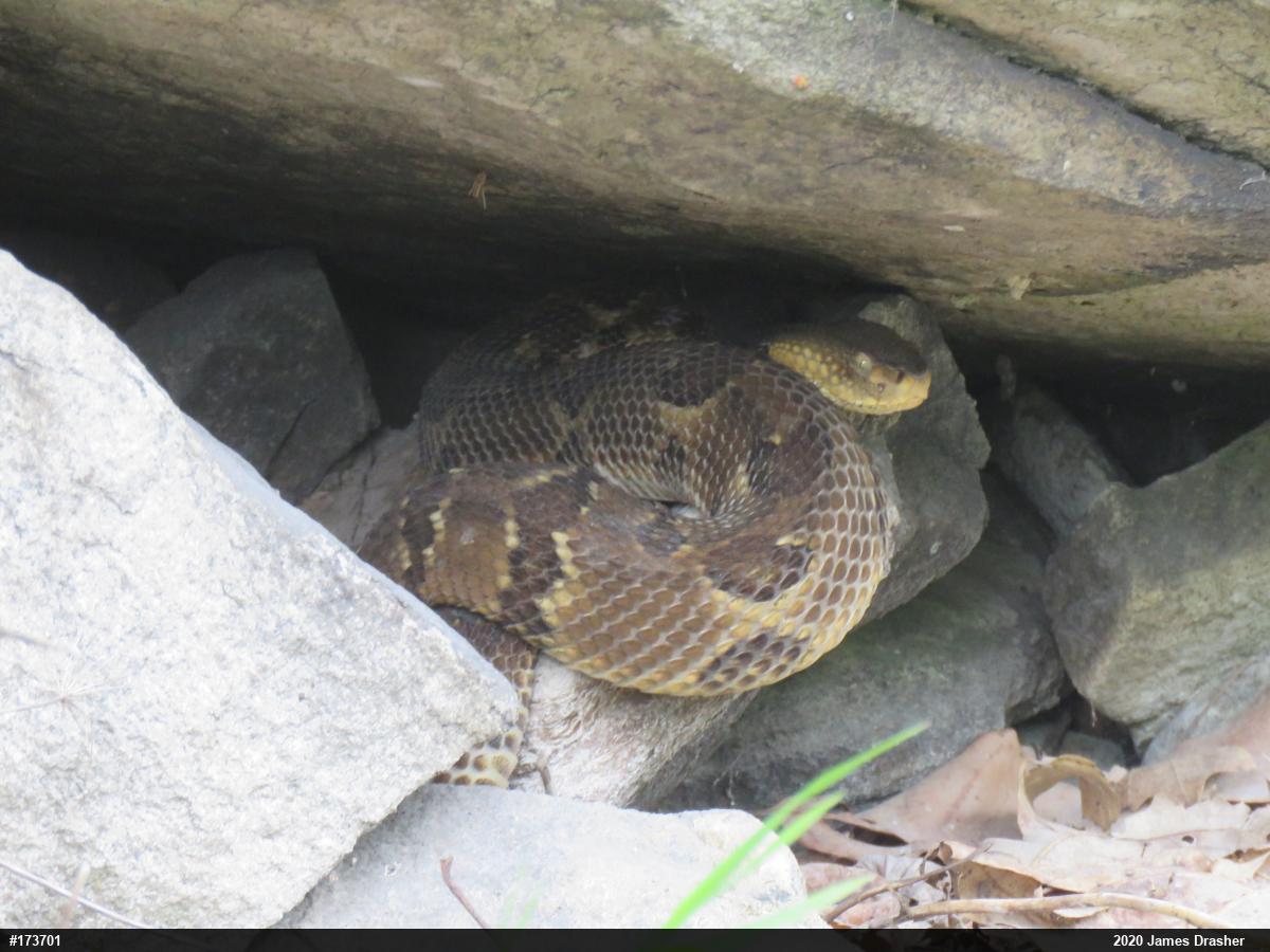 Timber Rattlesnake
