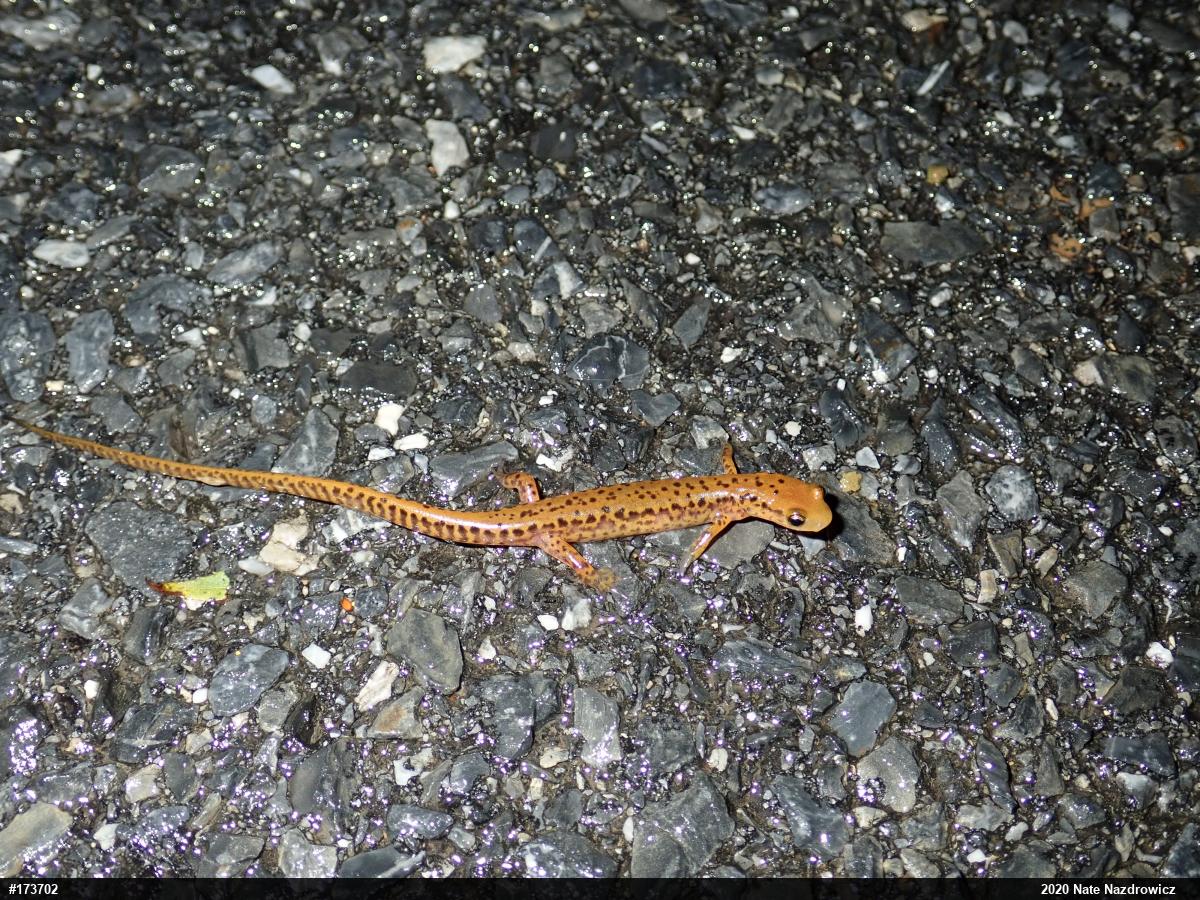 Eastern Long-tailed Salamander