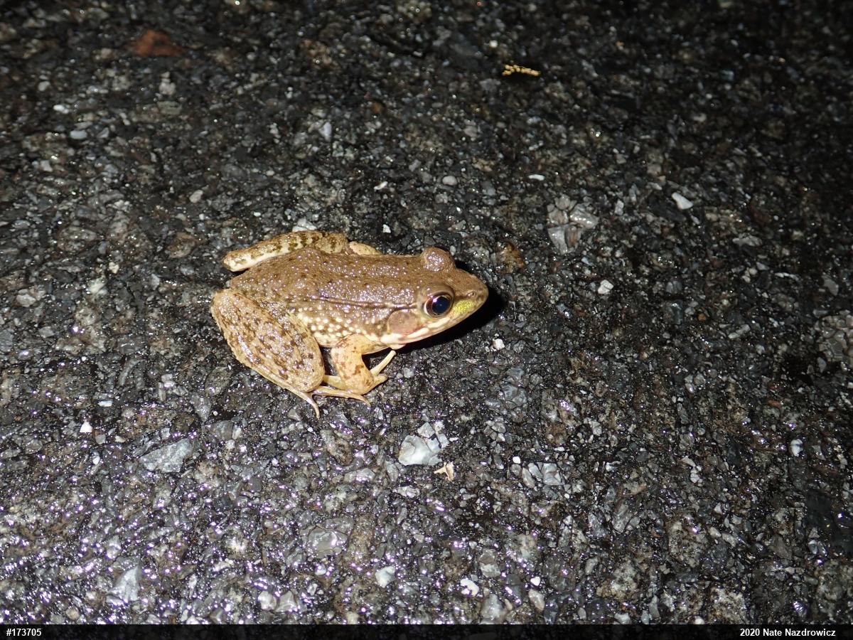 Green Frog
