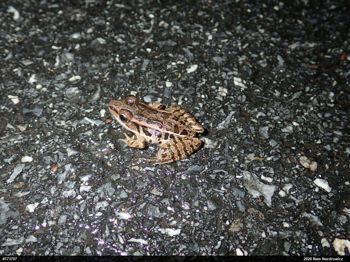 Pickerel Frog