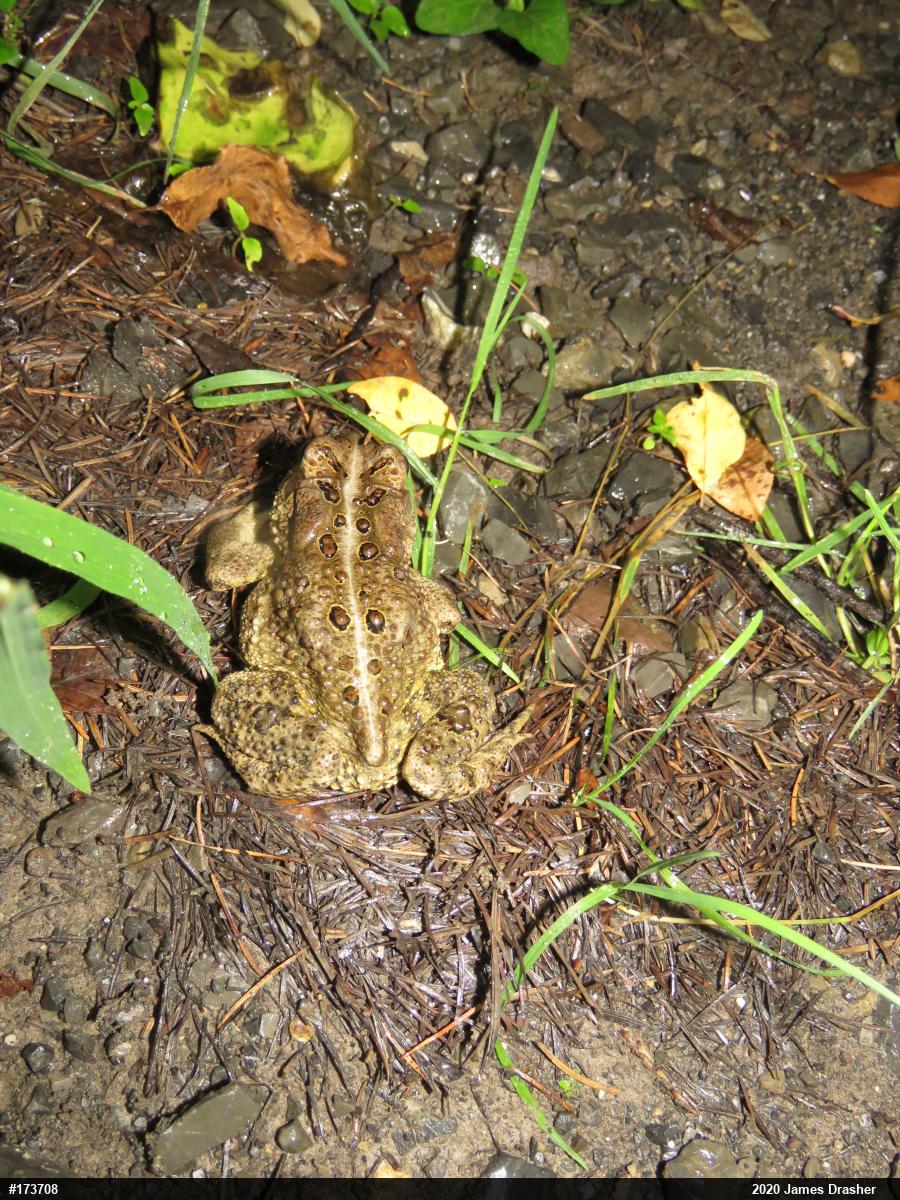 Eastern American Toad