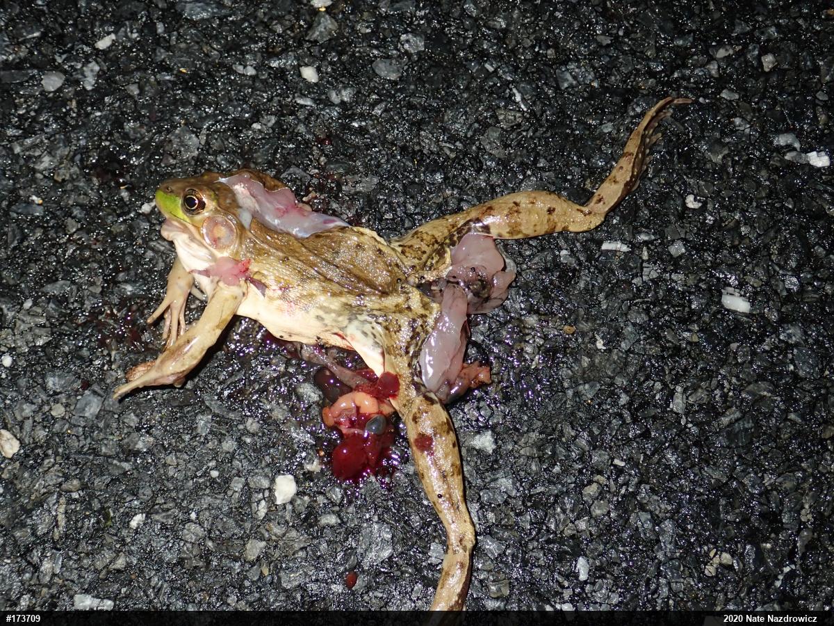 Green Frog