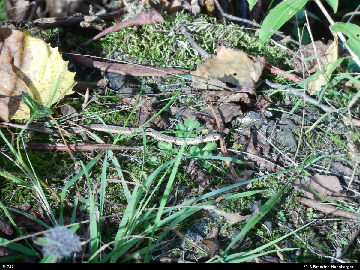 Eastern Gartersnake