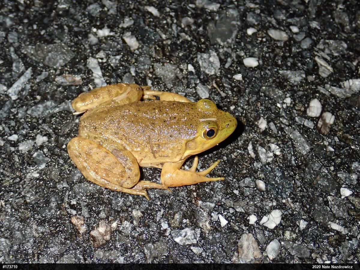 American Bullfrog