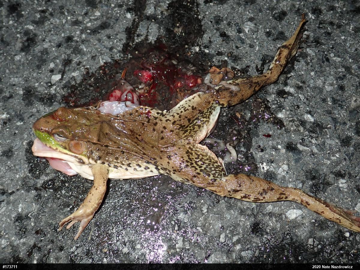 Green Frog
