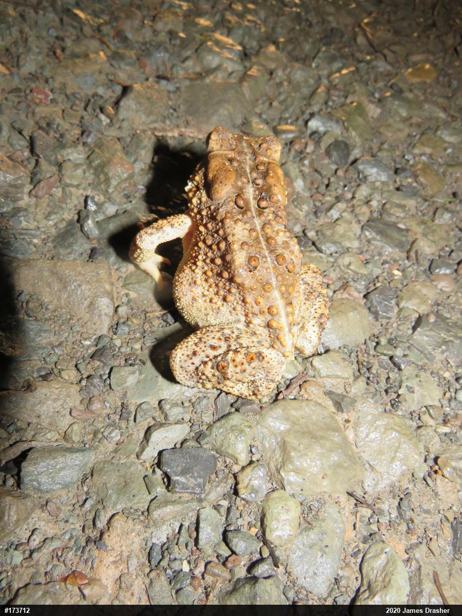 Eastern American Toad