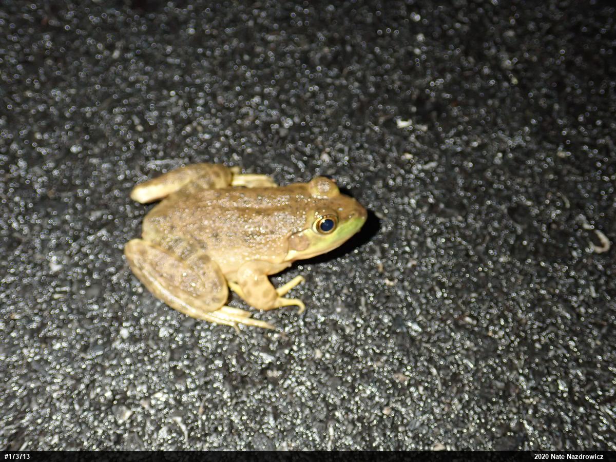 American Bullfrog